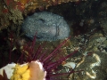 Wolf Eel