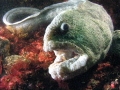 Wolf Eel