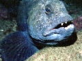 Wolf Eel