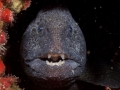 Wolf Eel