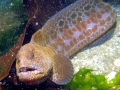 Wolf Eel