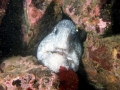 Wolf Eel