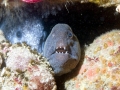 Wolf Eel