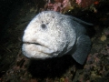 Wolf Eel