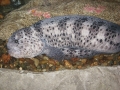 Wolf Eel