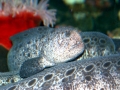 Wolf Eel