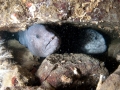 Wolf Eel
