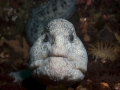 Wolf Eel