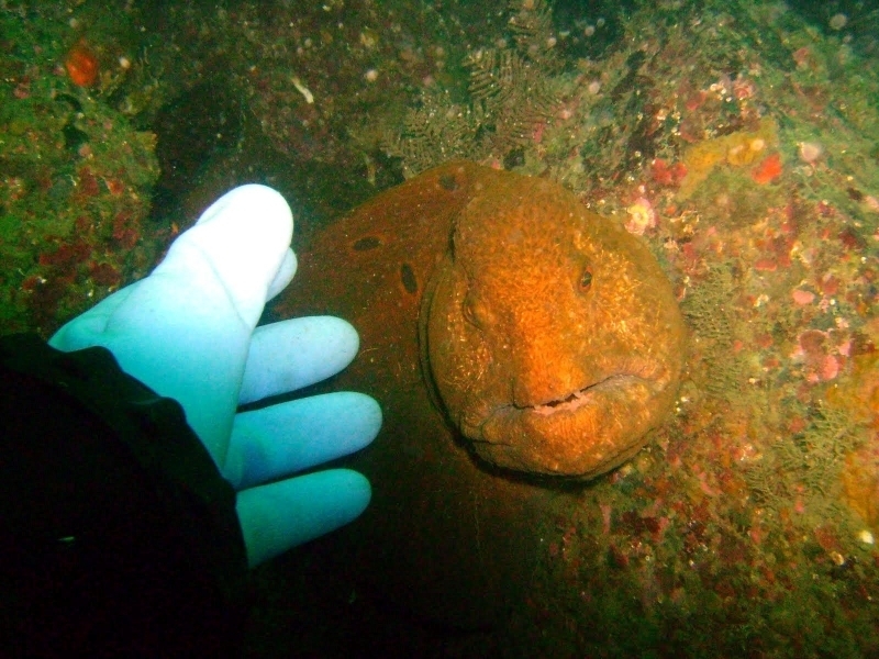 wolf eel pictures