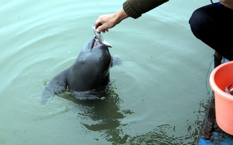 Yangtze River Finless Porpoise