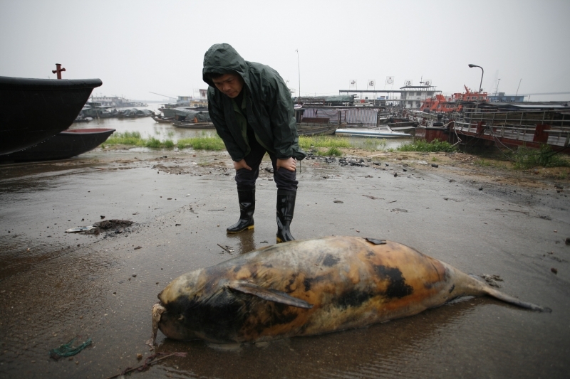 Yangtze River Finless Porpoise