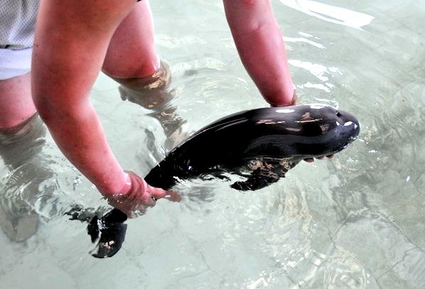 Yangtze River Finless Porpoise