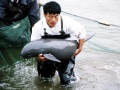 Yangtze River Finless Porpoise