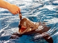 Yangtze River Finless Porpoise