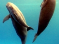 Yangtze River Finless Porpoise