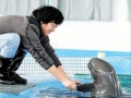 Yangtze River Finless Porpoise