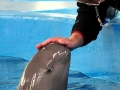 Yangtze River Finless Porpoise