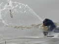Yangtze River Finless Porpoise