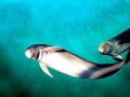Yangtze River Finless Porpoise