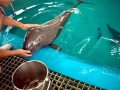 Yangtze River Finless Porpoise