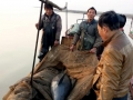 Yangtze River Finless Porpoise
