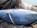 Yangtze River Finless Porpoise