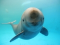 Yangtze River Finless Porpoise