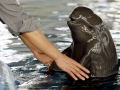 Yangtze River Finless Porpoise