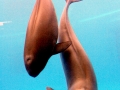 Yangtze River Finless Porpoise
