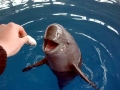 Yangtze River Finless Porpoise