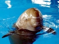 Yangtze River Finless Porpoise