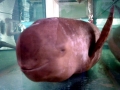 Yangtze River Finless Porpoise