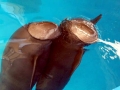Yangtze River Finless Porpoise