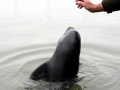 Yangtze River Finless Porpoise