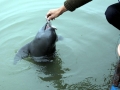 Yangtze River Finless Porpoise