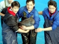 Yangtze River Finless Porpoise