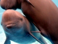 Yangtze River Finless Porpoise