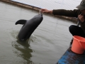 Yangtze River Finless Porpoise