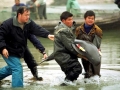 Yangtze River Finless Porpoise