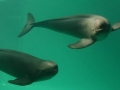 Yangtze River Finless Porpoise