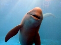 Yangtze River Finless Porpoise