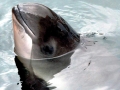 Yangtze River Finless Porpoise