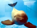 Yangtze River Finless Porpoise