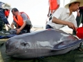 Yangtze River Finless Porpoise