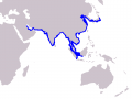 Yangtze River Finless Porpoise
