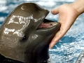 Yangtze River Finless Porpoise