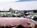 Yangtze River Finless Porpoise
