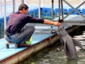 Yangtze River Finless Porpoise