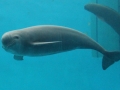 Yangtze River Finless Porpoise