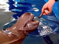Yangtze River Finless Porpoise